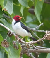 Yellow-billed Cardinal